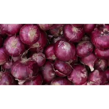 onion (22)-9166143-53205.webp